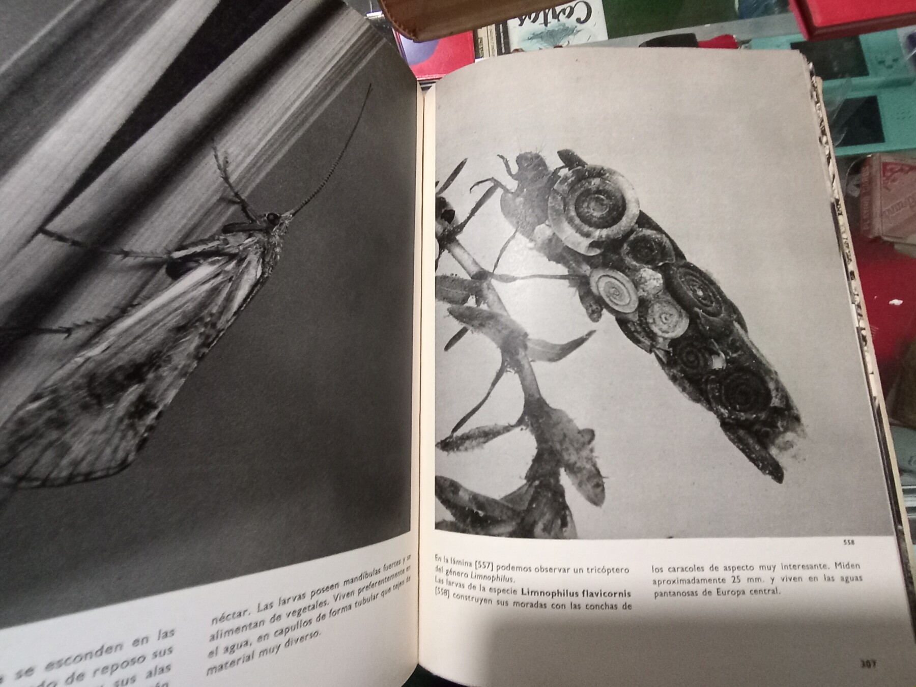 Gran Enciclopedia Ilustrada de los insectos - V.J. Stanek Círculo de lectores - Imatge 5